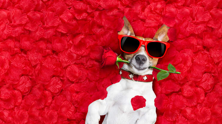Decoding My Canine’s Love Language, Valentine’s Day, How Pets Present Love | Majic 95.9